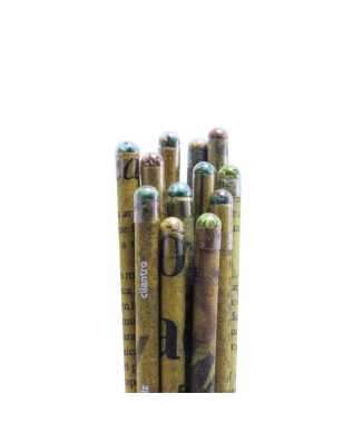 Lápices Ecológicos con Semilla Caja con 12 pzas